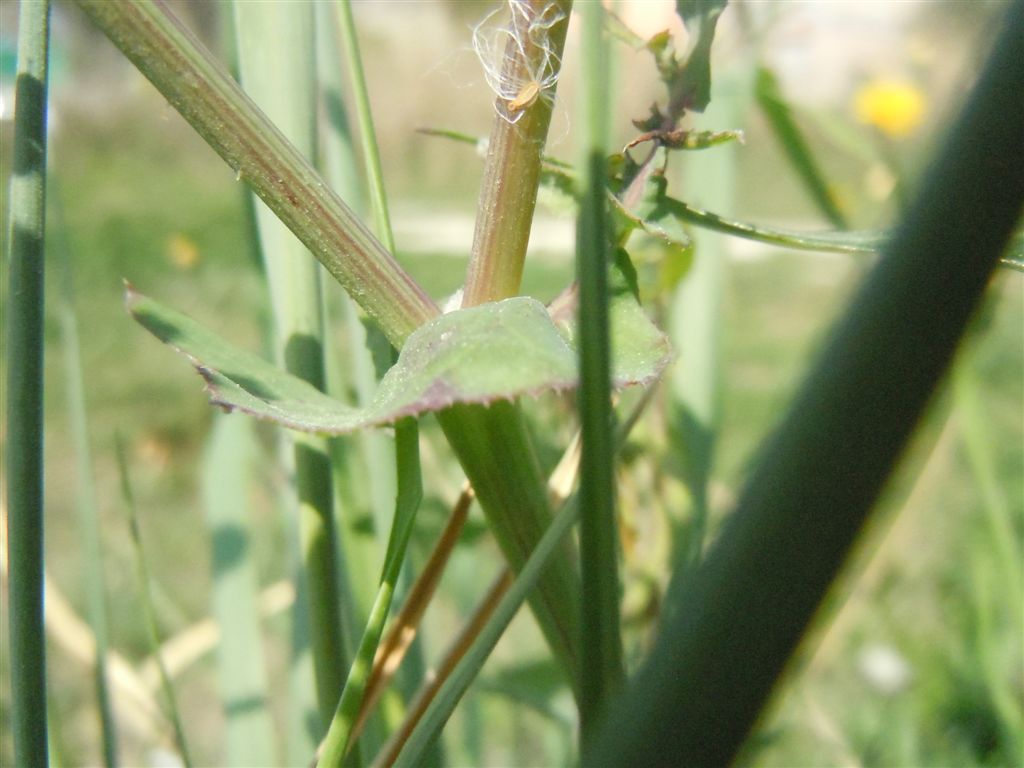 Sonchus??